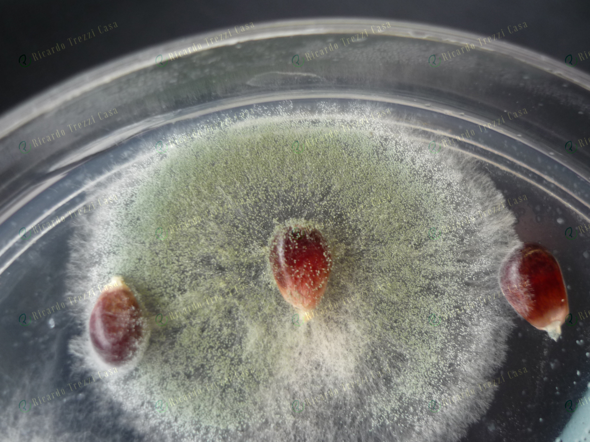 Aspergillus flavus